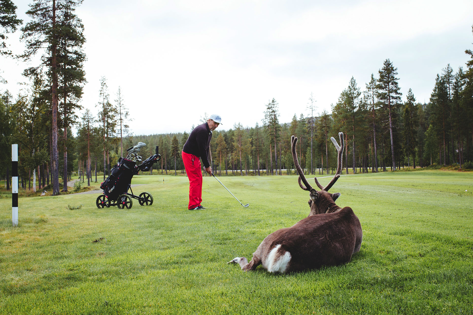 Panorama Open on golfkisa Levillä, Lapissa, jossa voi pelatessa tavata poroja kentällä!