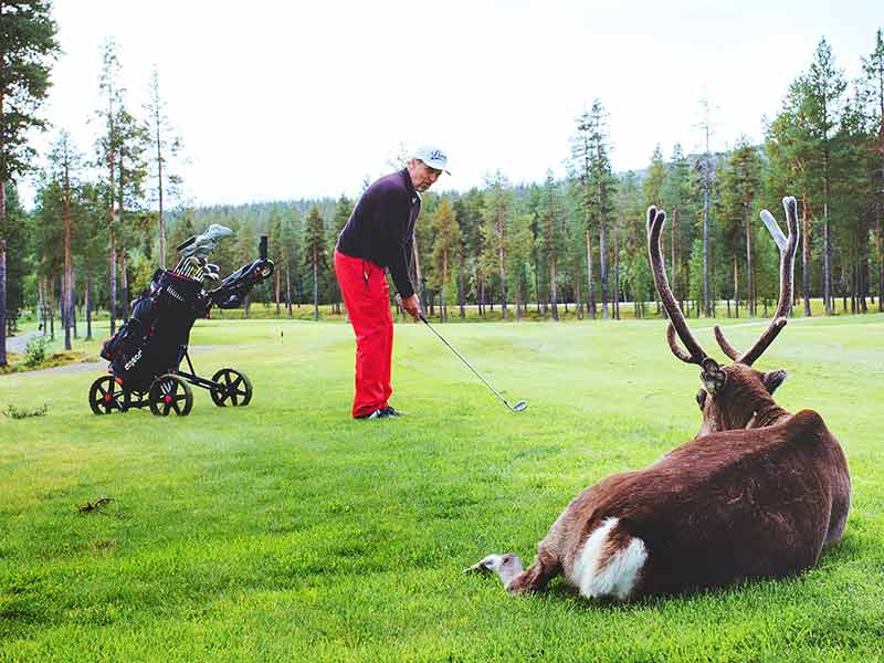 Golfpelaa ja poro Levi Golfin golfkentällä.
