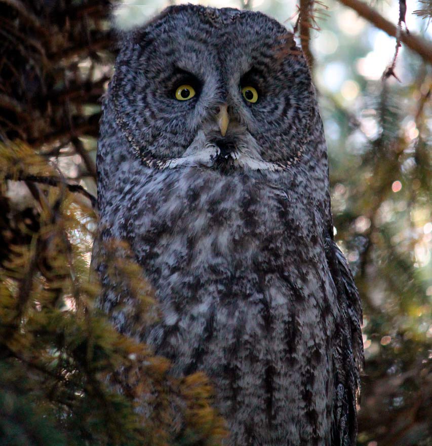 A great grey owl in Lapland.